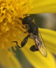 Syritta pipiens