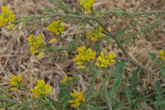Rorippa sinuata