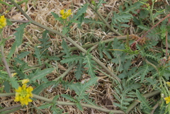 Rorippa sinuata