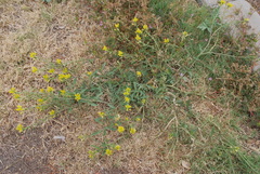 Rorippa sinuata