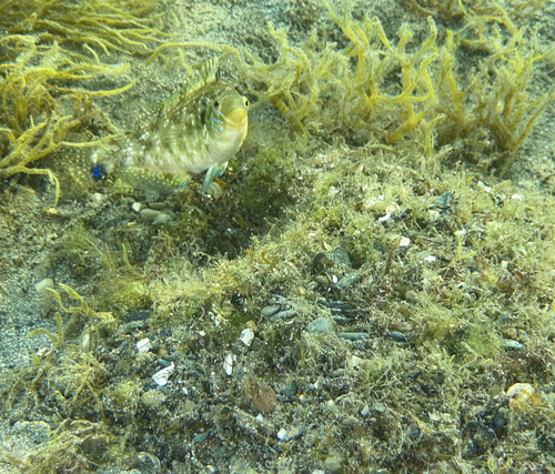 Grey wrasse (Symphodus cinereus) — Labridae — 3
