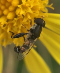 Syritta pipiens