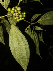 Miconia silviphila