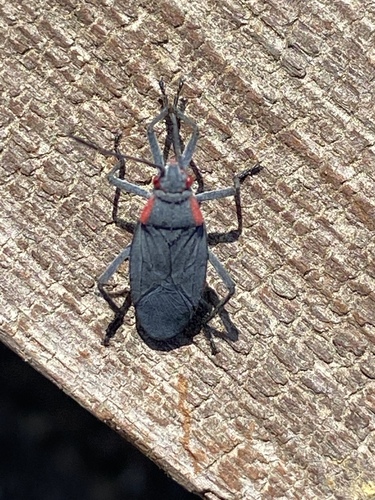 iNaturalist observation photo of Red-shouldered Bug