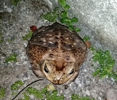 Rhinella horribilis