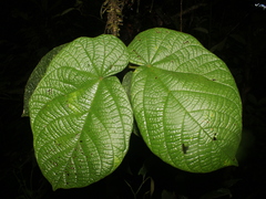 Matisia obliquifolia image