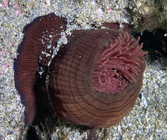 Actinia striata