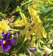 Apis mellifera