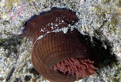 Actinia striata