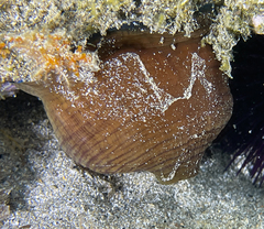 Actinia striata