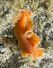 Yungia aurantiaca