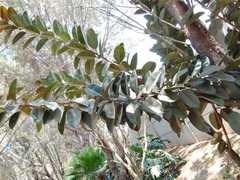 Ficus rubiginosa