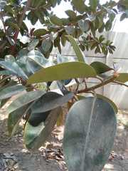 Ficus rubiginosa