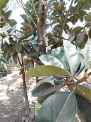 Ficus rubiginosa