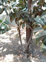 Ficus rubiginosa
