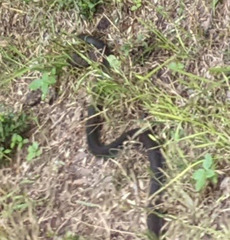Coluber constrictor