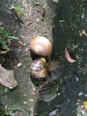 Cornu aspersum