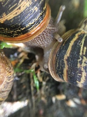Cornu aspersum