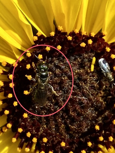 iNaturalist observation photo of Zadontomerus