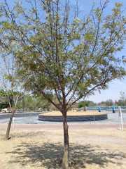 Grevillea robusta