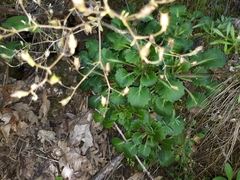 Saxifraga spathularis
