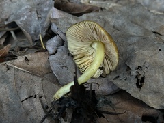 Pluteus fulvibadius