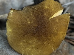 Pluteus fulvibadius