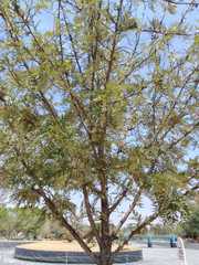 Grevillea robusta