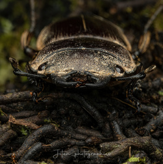 Dorcus mirabilis