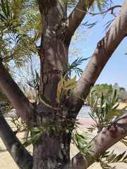 Grevillea robusta