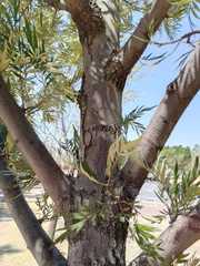 Grevillea robusta