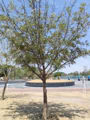Grevillea robusta