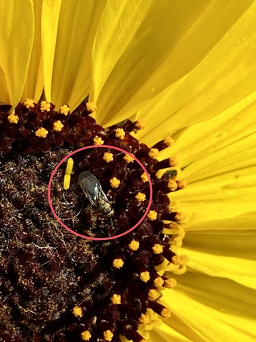 iNaturalist observation photo of Chalcidoid Wasps