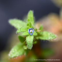 Veronica arvensis