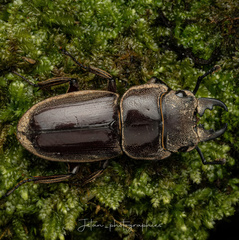 Dorcus mirabilis