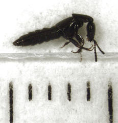 Linosomus socius