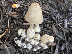Coprinopsis strossmayeri