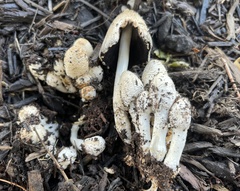 Coprinopsis strossmayeri