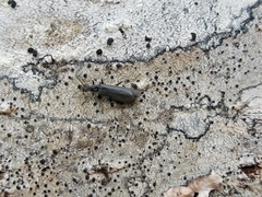 Dichelotarsus piniphilus