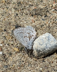 Celastrina asheri