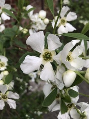 Exochorda