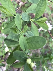 Exochorda