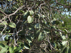 Strychnos cocculoides