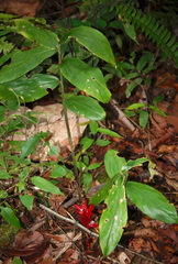 Alpinia abundiflora