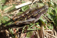 Brachaspis collinus