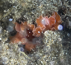Yungia aurantiaca