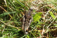 Brachaspis collinus