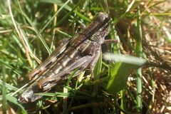 Brachaspis collinus