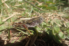 Brachaspis collinus