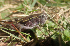 Brachaspis collinus